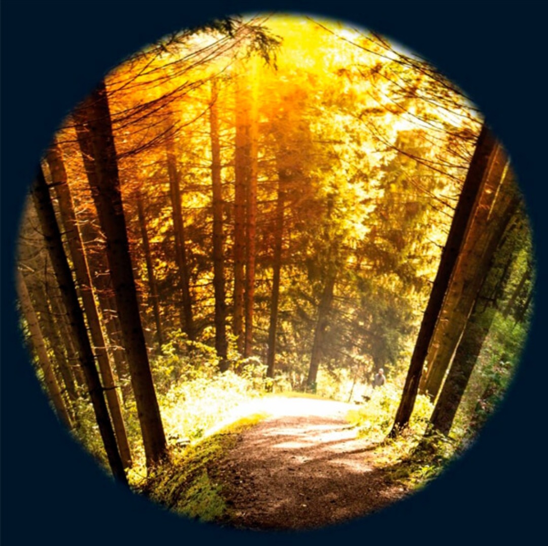 Seasoned Woods Effect